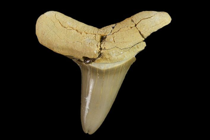 Fossil Shark (Cretoxyrhina) Tooth - Kansas #134847